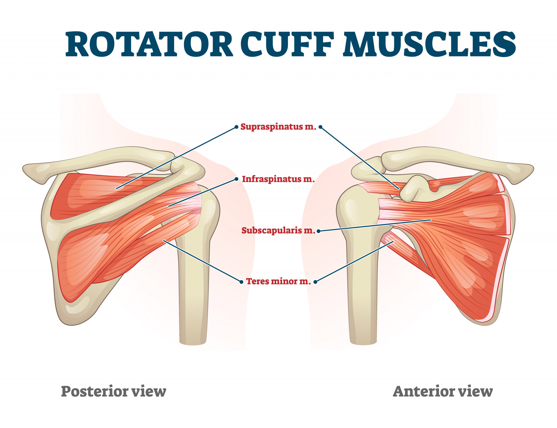 Muscles Of The Shoulder: Anatomy, Function & Common Injuries