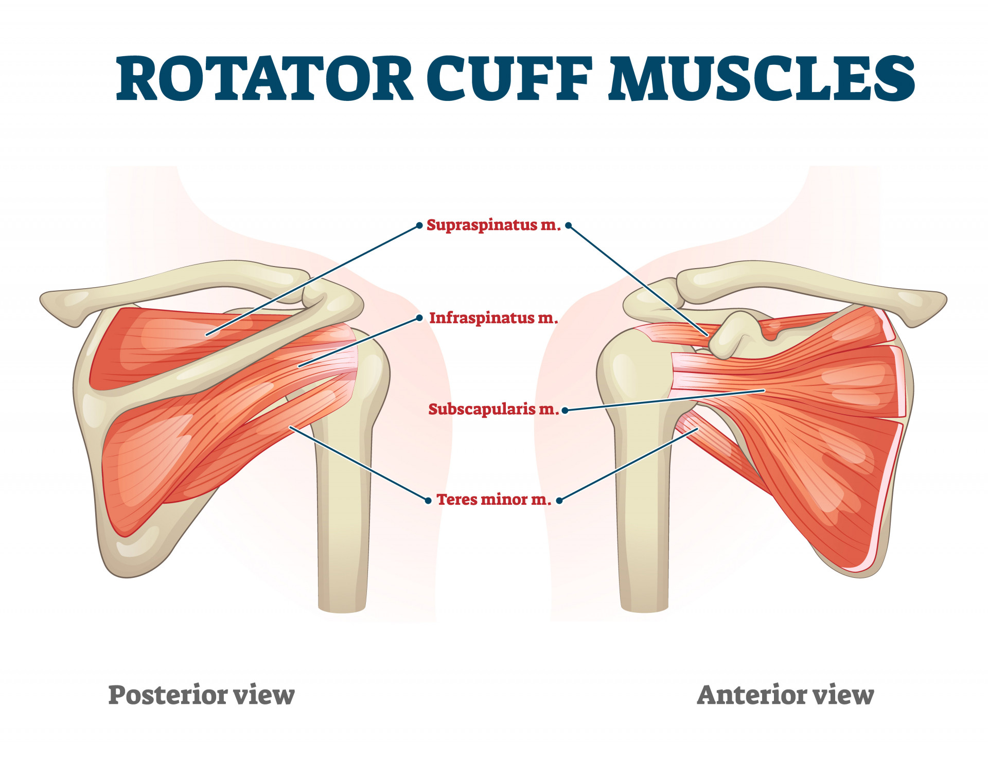 Is Supraspinatus A Rotator Cuff Muscle